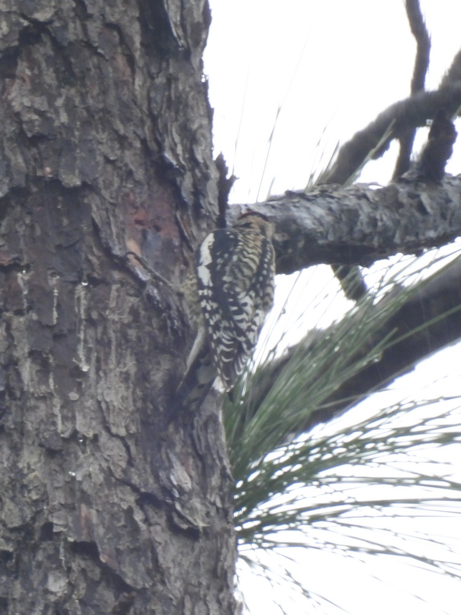 Yellow-bellied Sapsucker - ML613227766