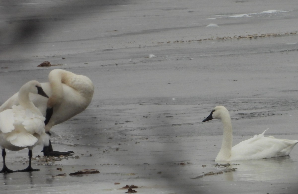 Tundra Swan - Kimberly Emerson