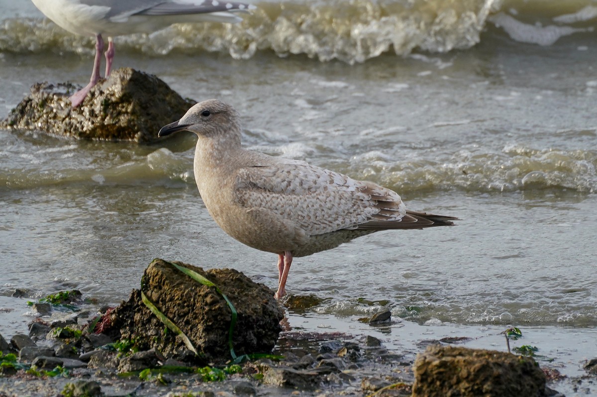 Iceland Gull (Thayer's) - ML613227798