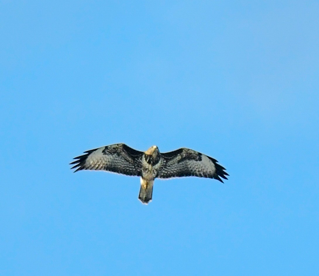 Common Buzzard - ML613227816