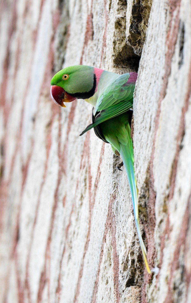 Alexandrine Parakeet - ML613227834