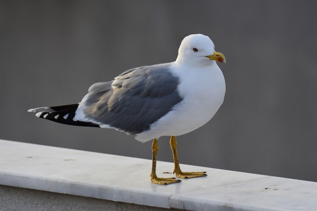 Gaviota Patiamarilla - ML613227877