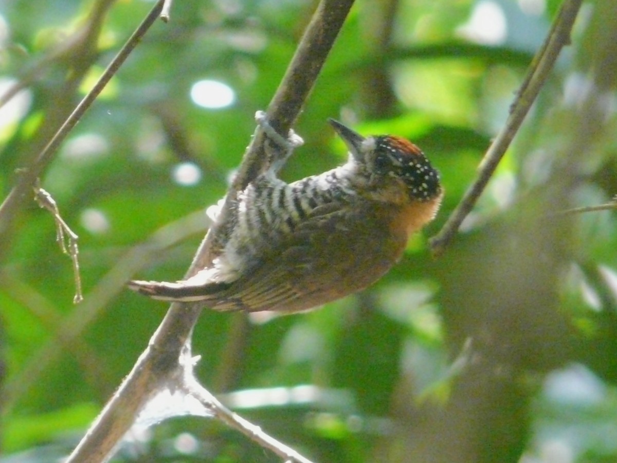 Ochre-collared Piculet - ML613227938