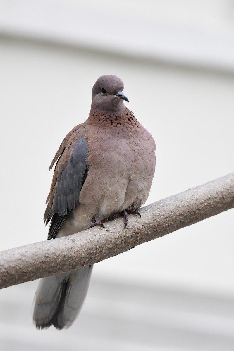 Tórtola Senegalesa - ML613227992