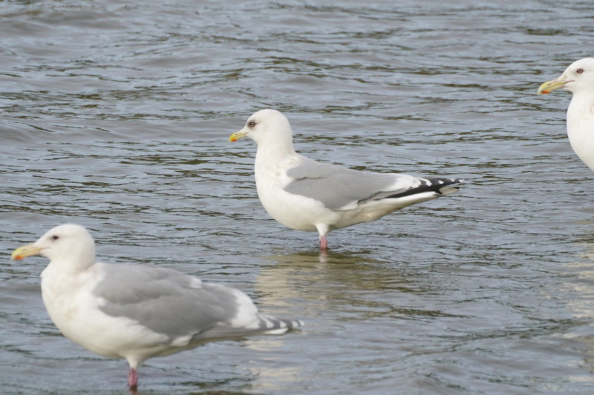Iceland Gull (Thayer's) - ML613228001