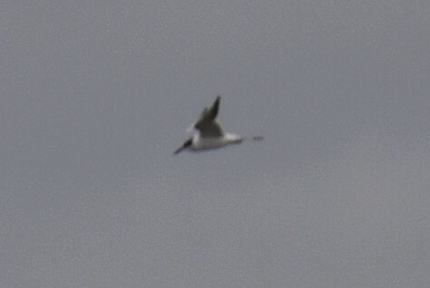 Forster's Tern - Steven Weiss