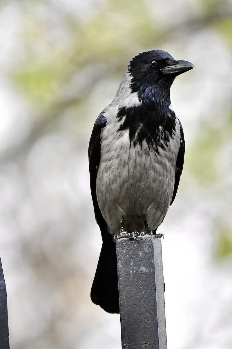 Hooded Crow - Norhafiani  A Majid