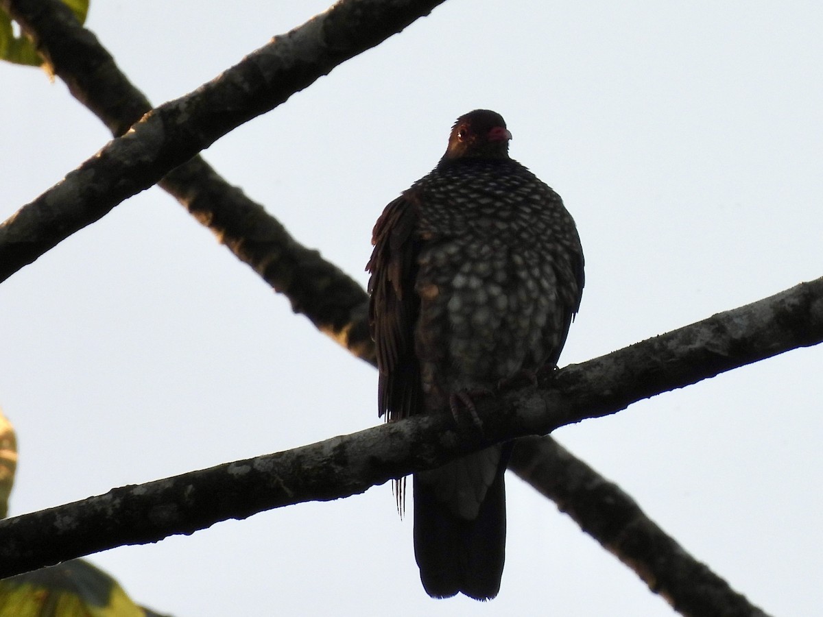 Scaled Pigeon - ML613228063