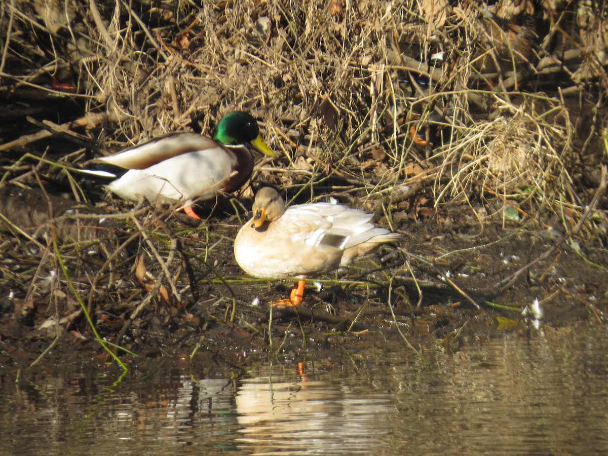 Mallard - ML613228079