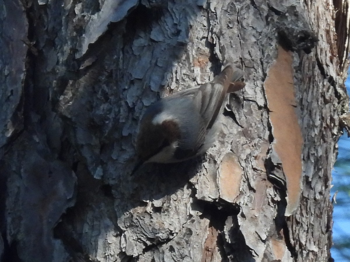 Brown-headed Nuthatch - ML613228085