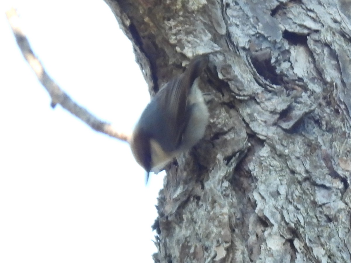 Brown-headed Nuthatch - ML613228086