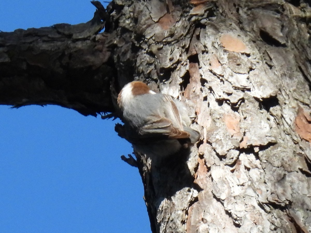Brown-headed Nuthatch - ML613228087