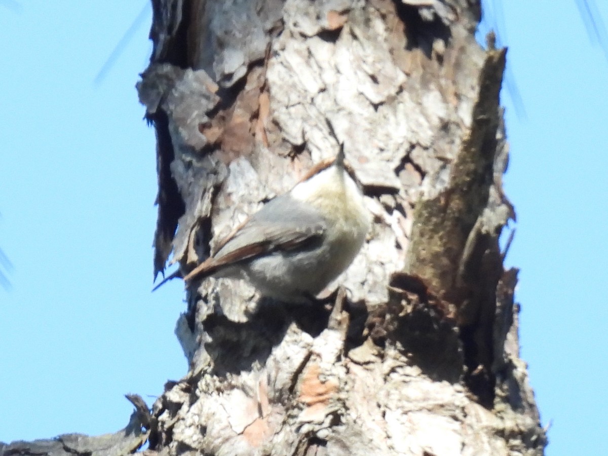 Brown-headed Nuthatch - ML613228088