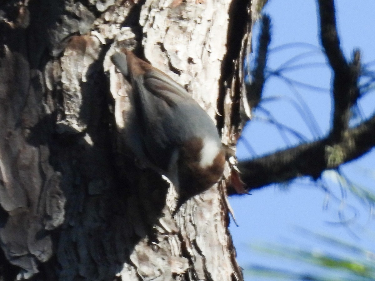 Brown-headed Nuthatch - ML613228089