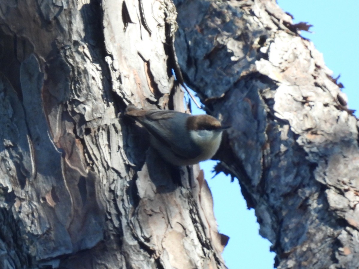 Brown-headed Nuthatch - ML613228090