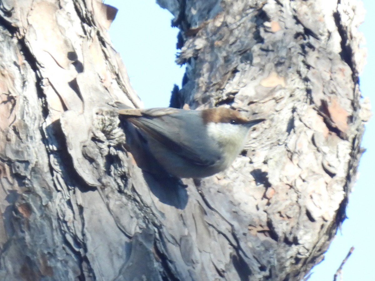 Brown-headed Nuthatch - ML613228091