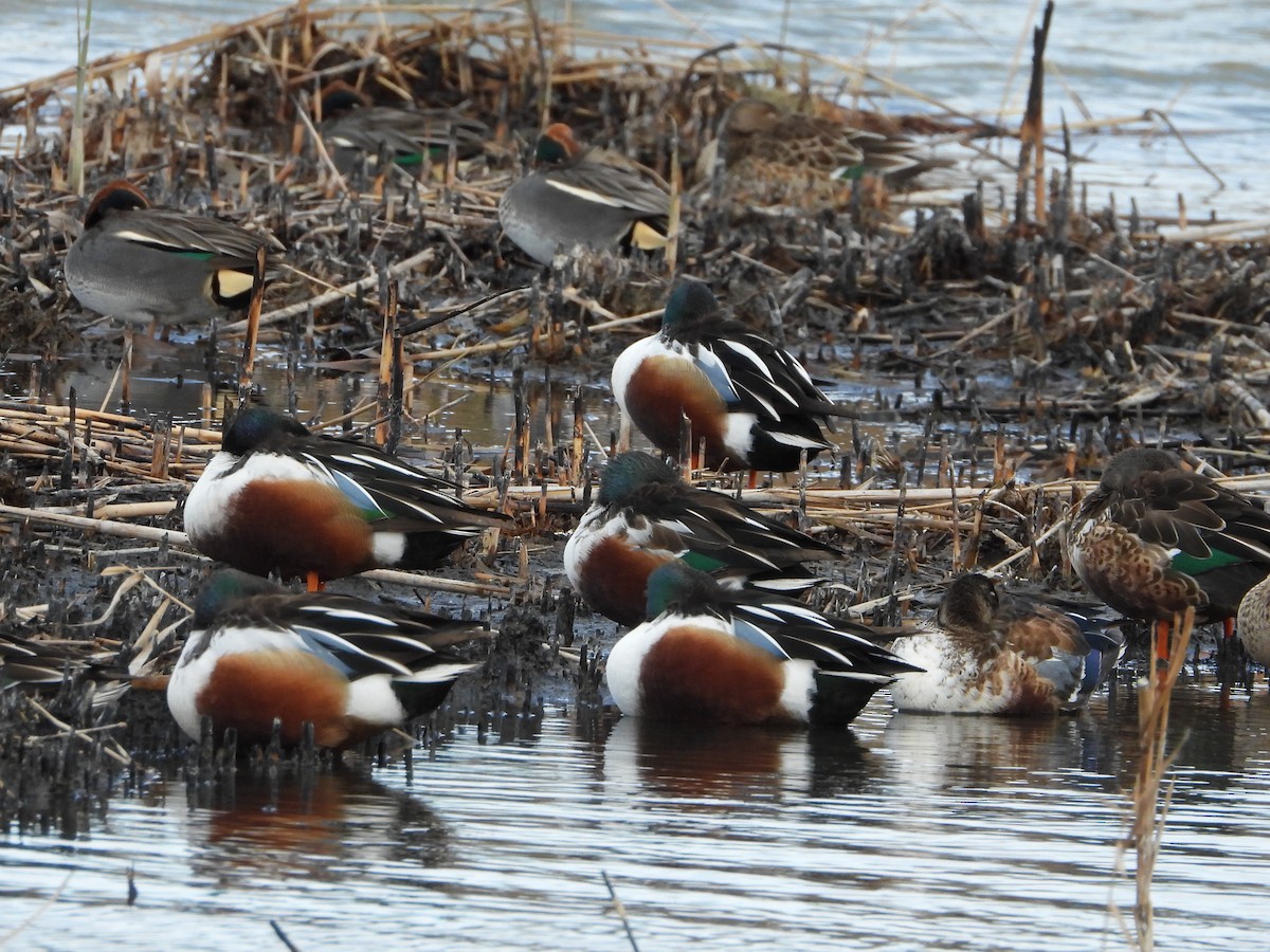 Northern Shoveler - ML613228097