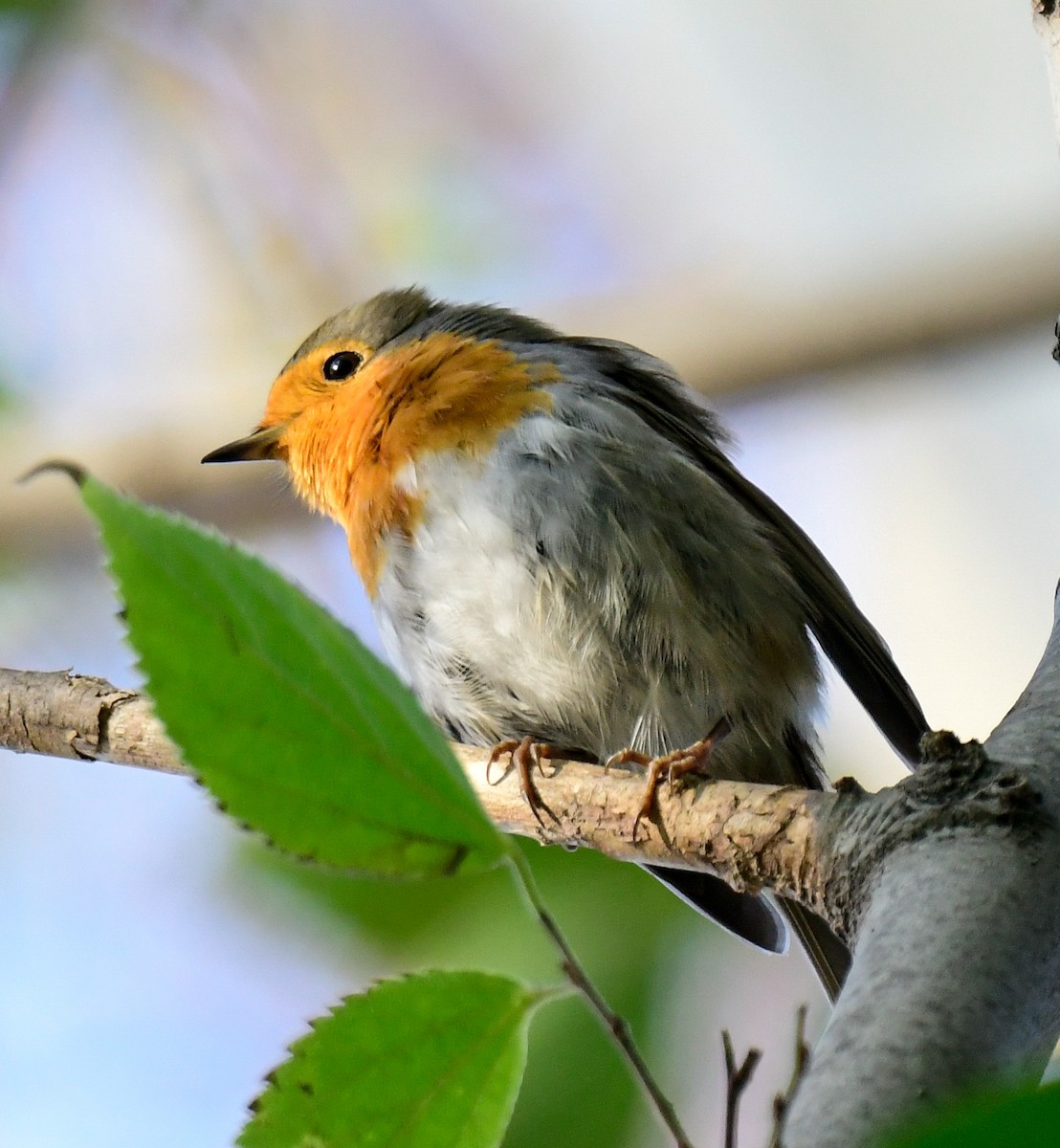 European Robin - ML613228107