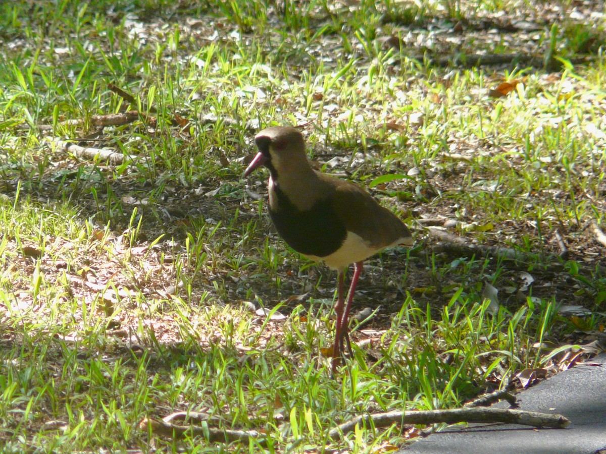 Southern Lapwing - Julia M.