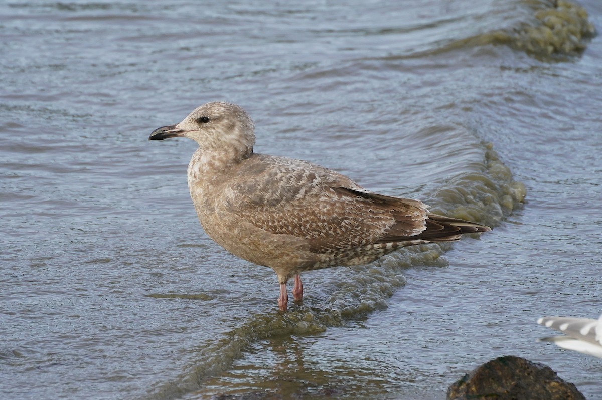 Larus sp. - ML613228137