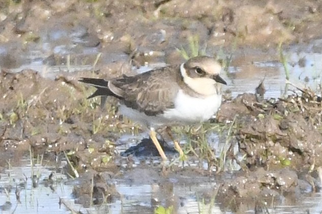 Little Ringed Plover - ML613228139