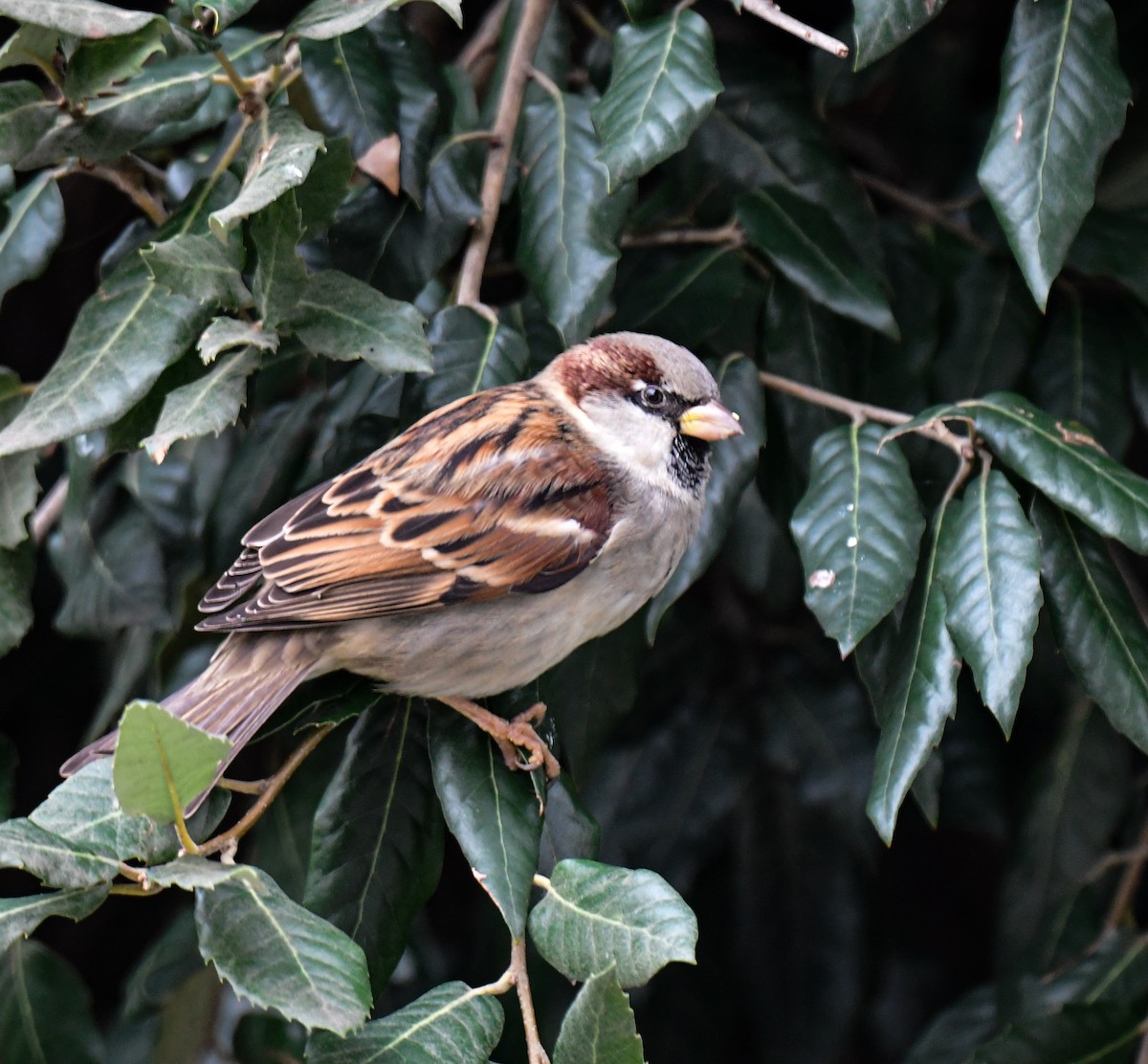 House Sparrow - Norhafiani  A Majid