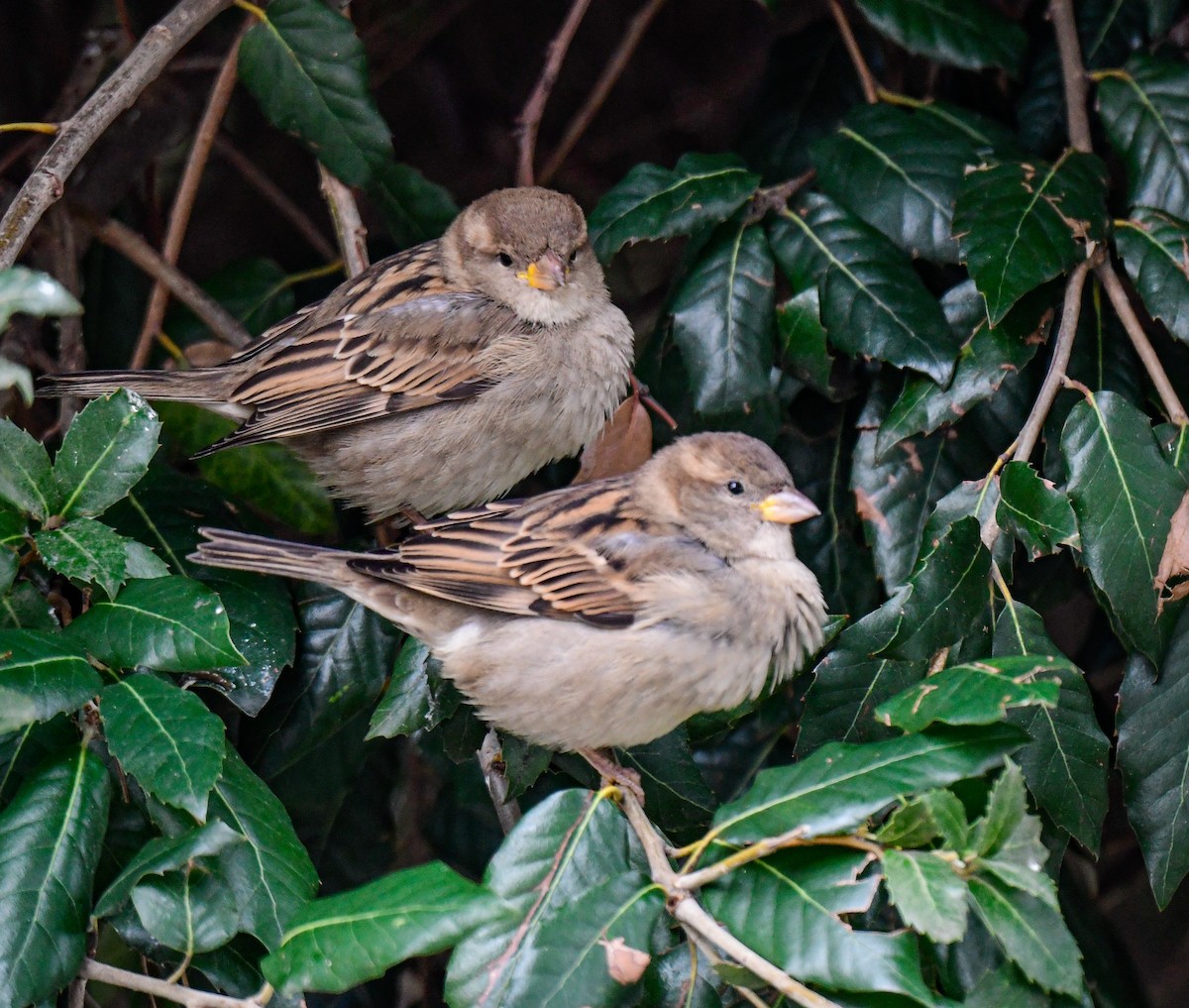 House Sparrow - Norhafiani  A Majid