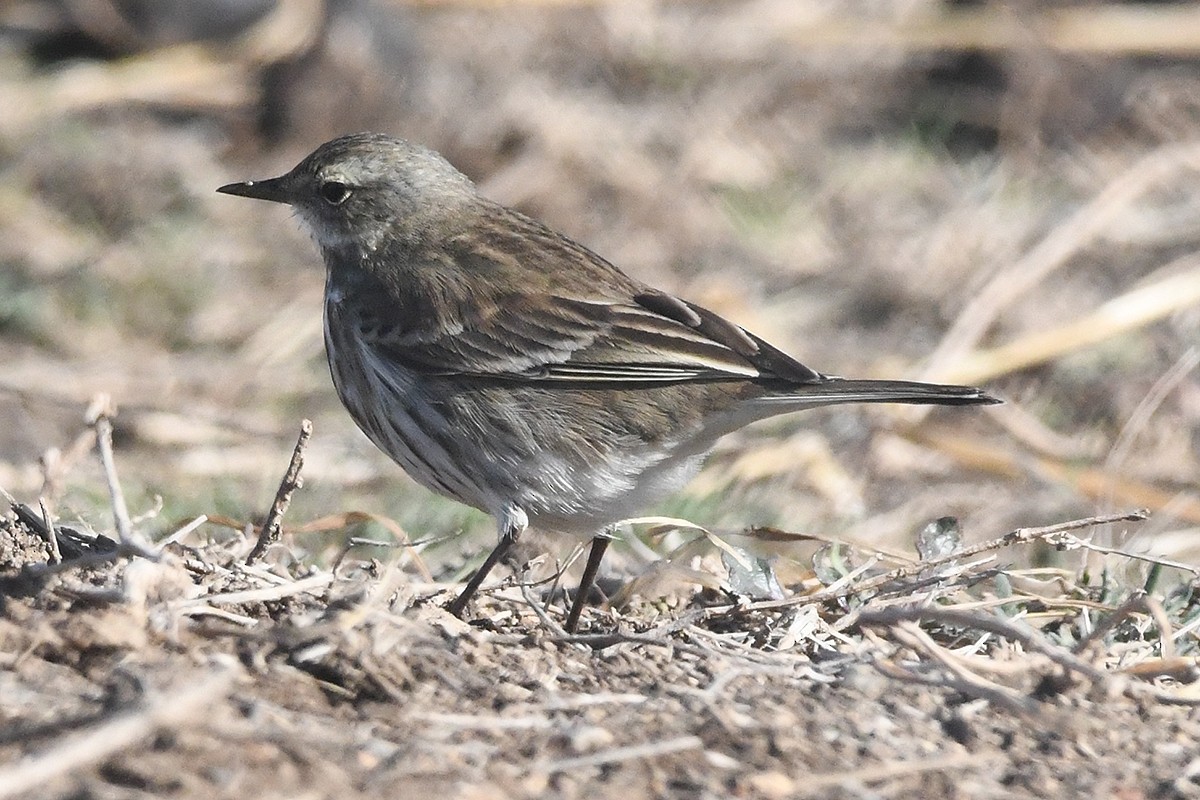 Water Pipit - ML613228174
