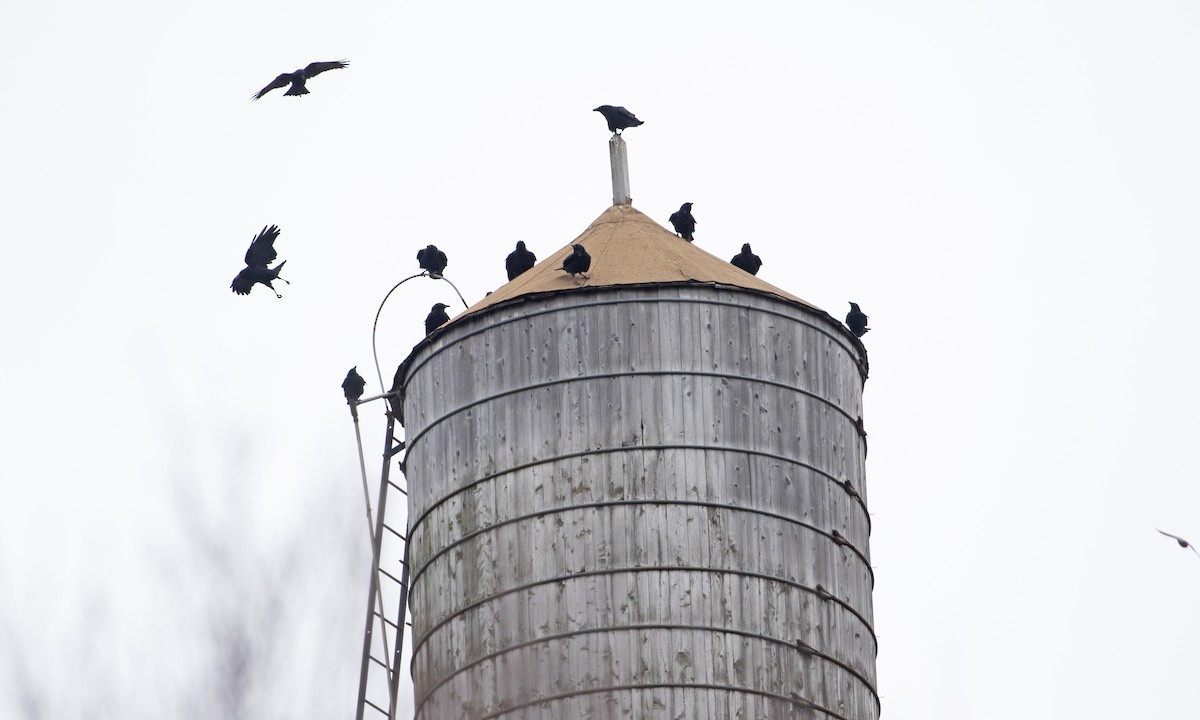 American Crow - ML613228179