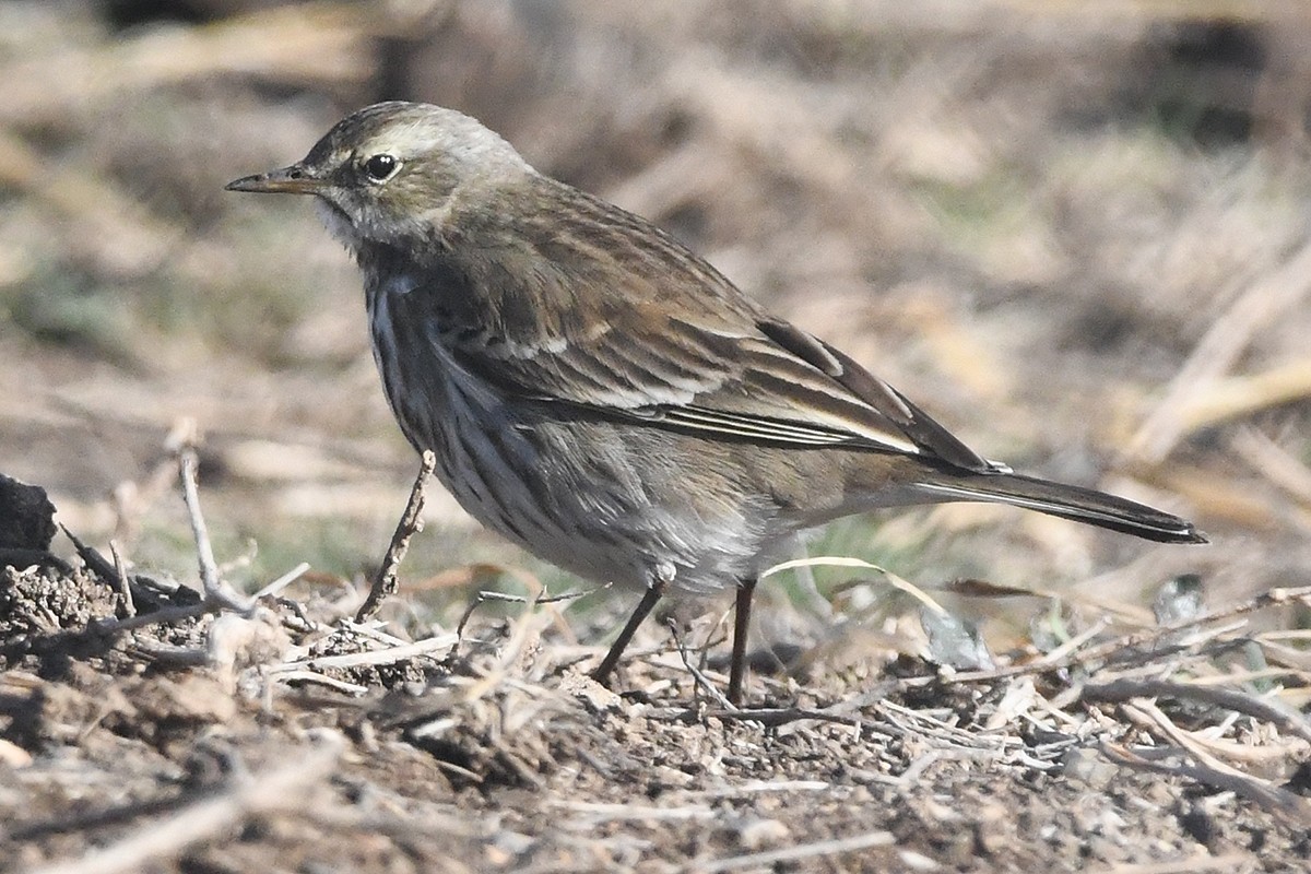 Water Pipit - ML613228182