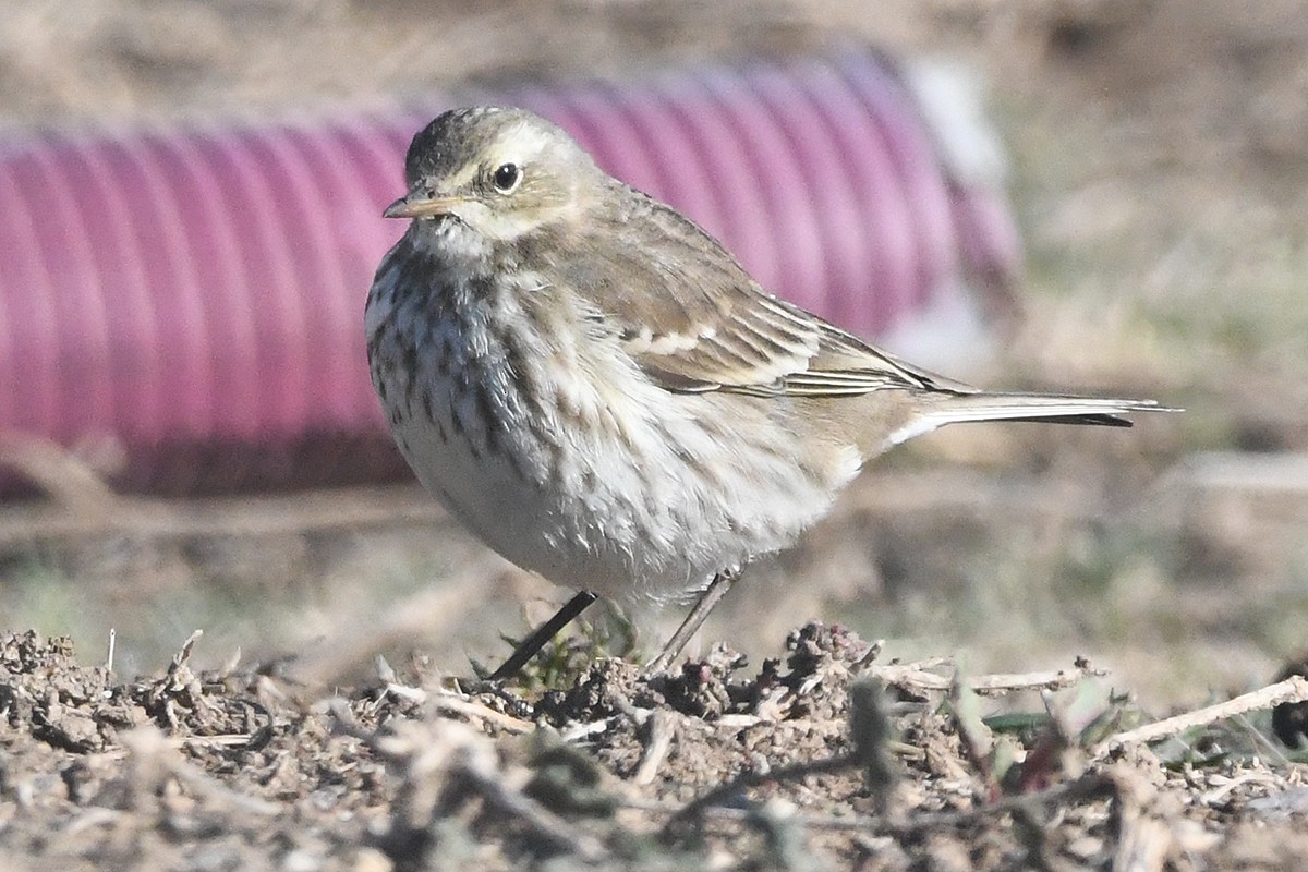 Water Pipit - ML613228187