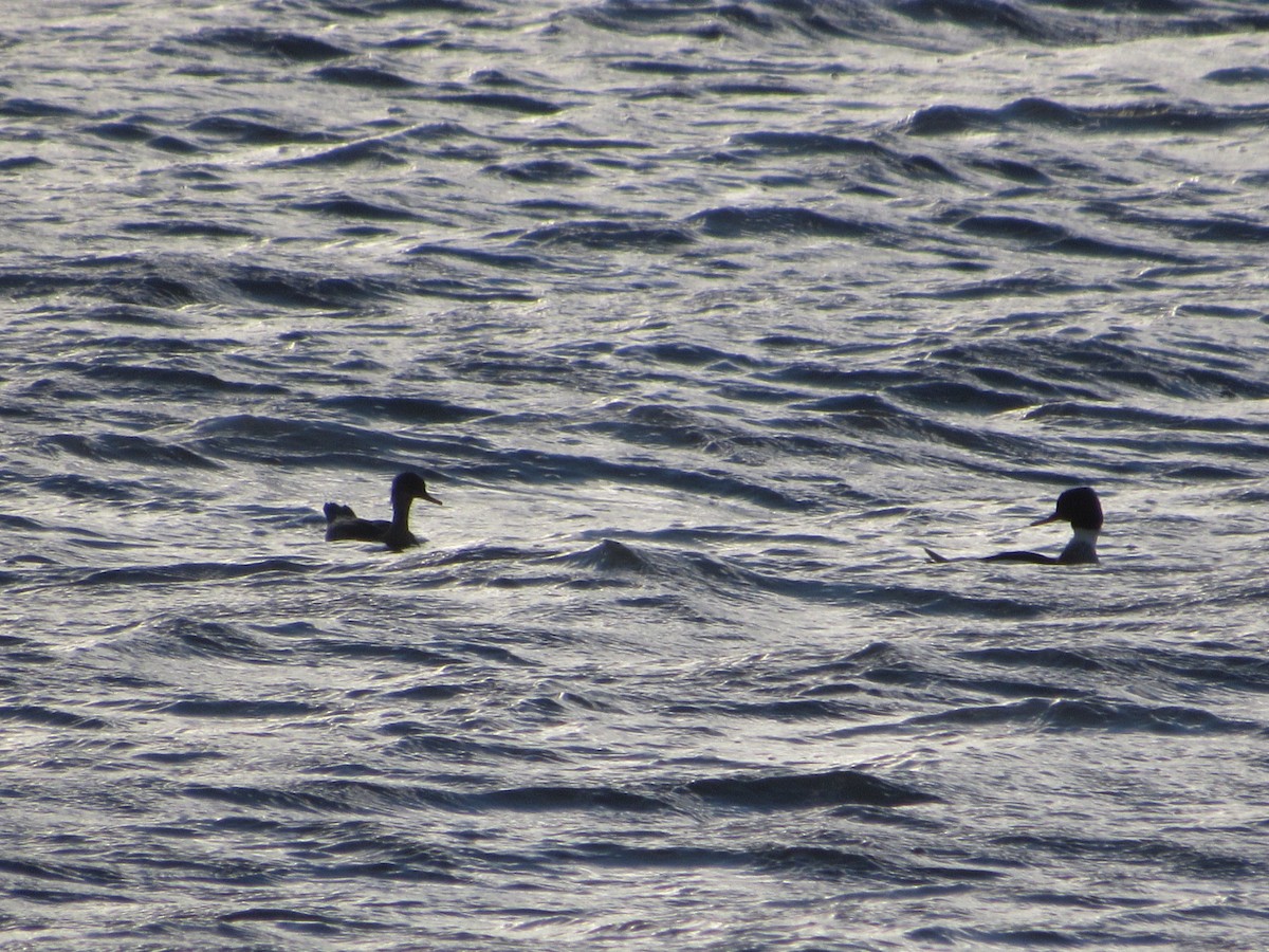 Red-breasted Merganser - ML613228392