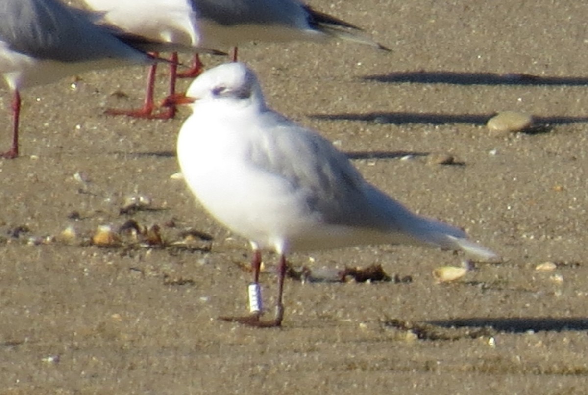 Mediterranean Gull - ML613228514
