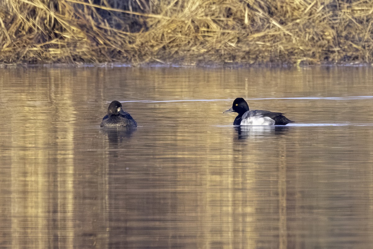 Lesser Scaup - Mel Green