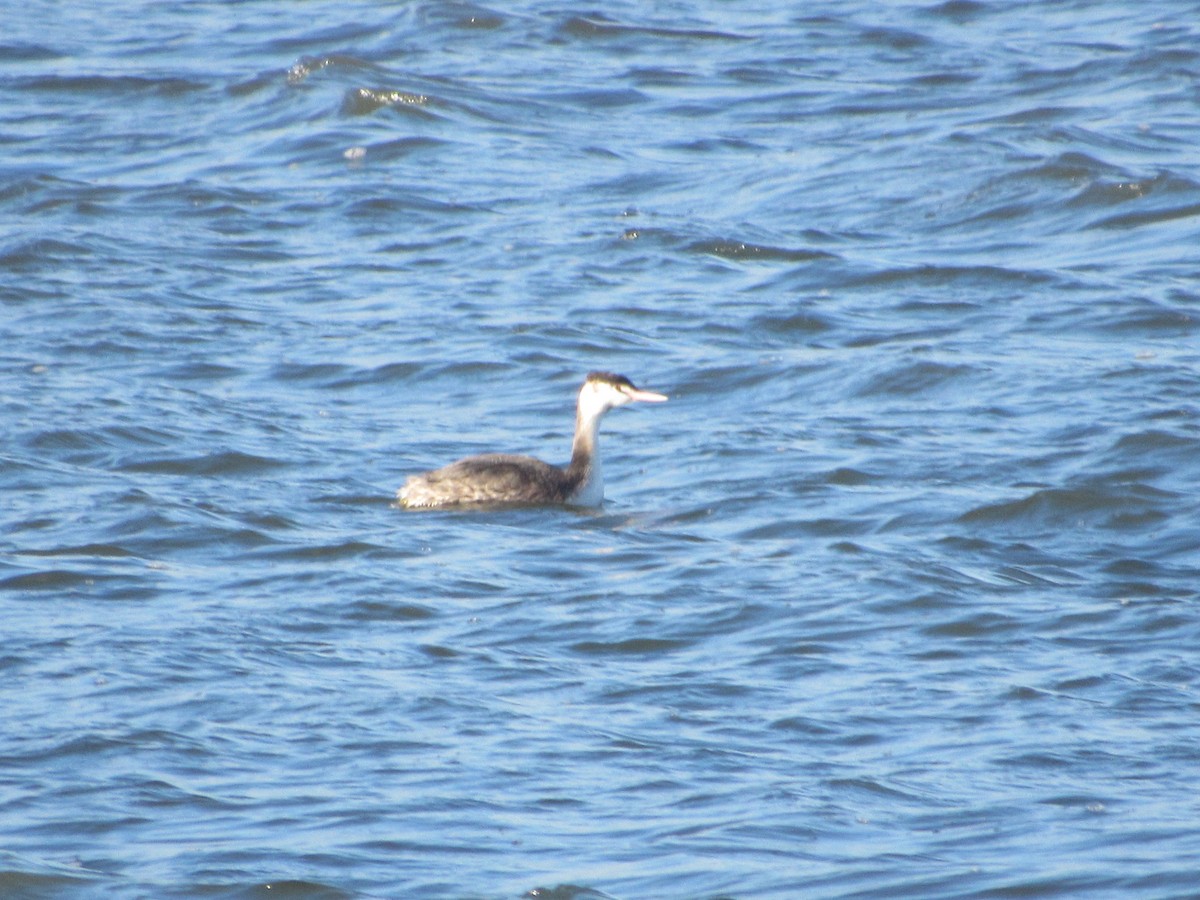 Great Crested Grebe - Mike Ball