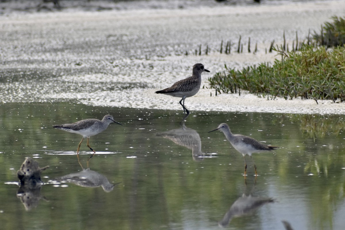 Black-bellied Plover - Alexis  Callejas Segura