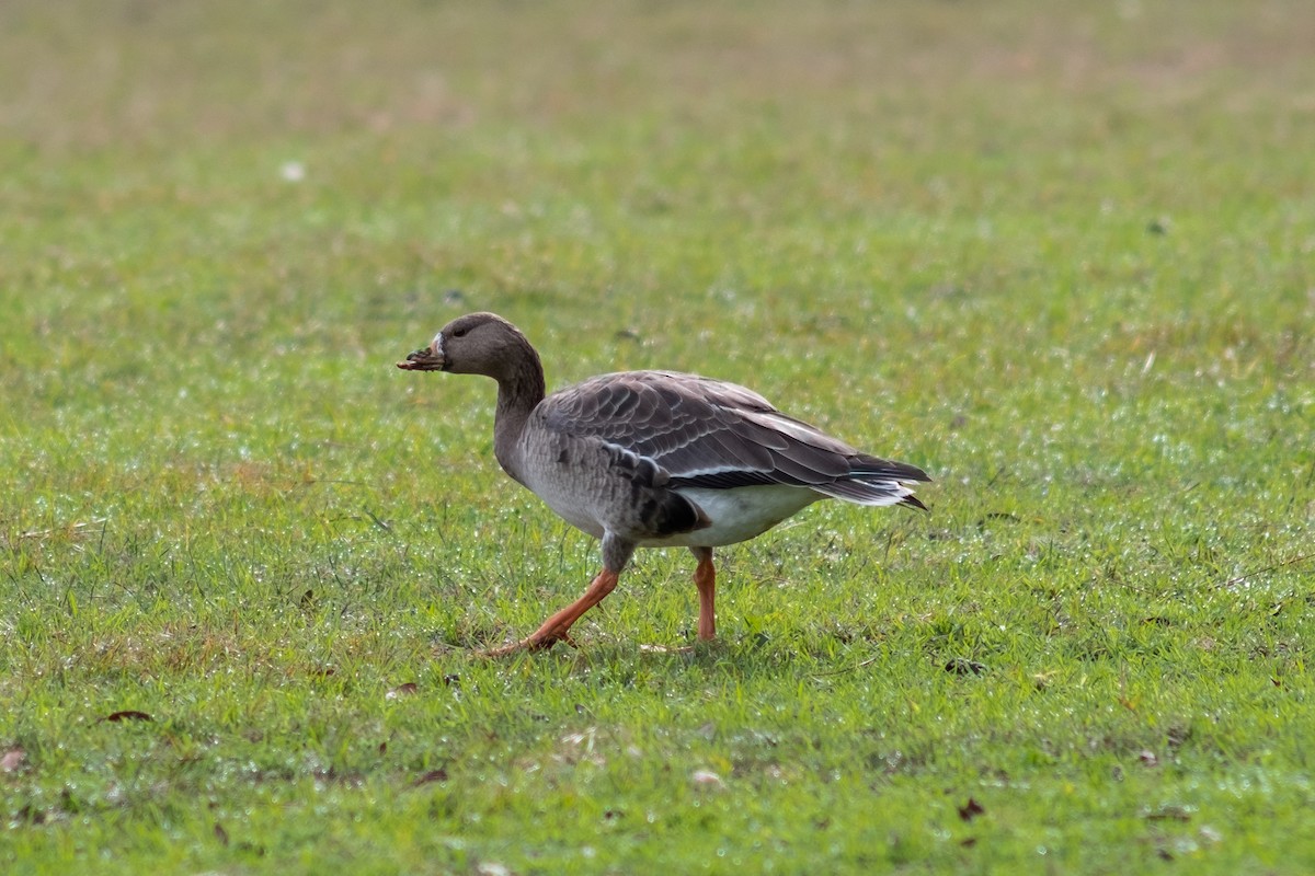 Greater White-fronted Goose - ML613228606