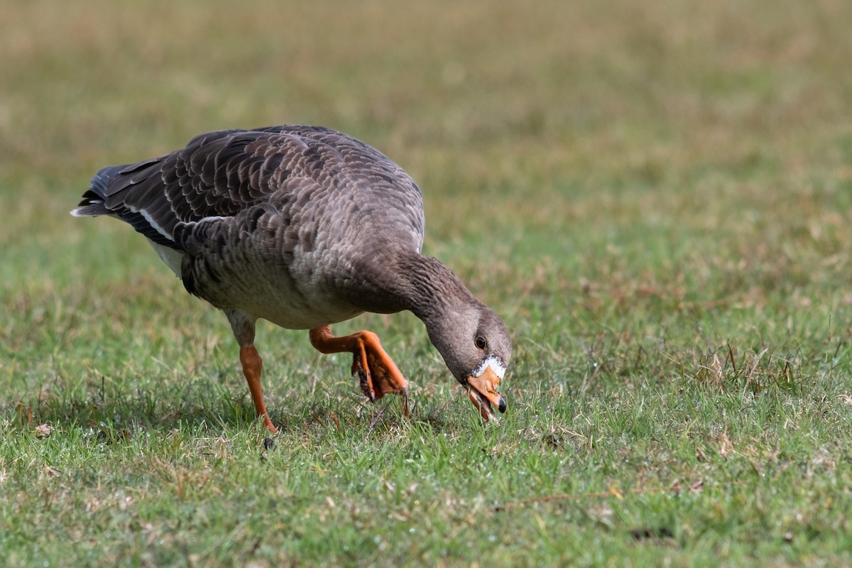 Greater White-fronted Goose - ML613228607