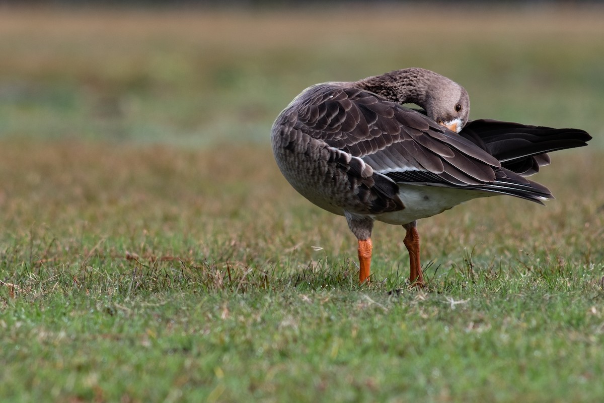 Greater White-fronted Goose - ML613228608