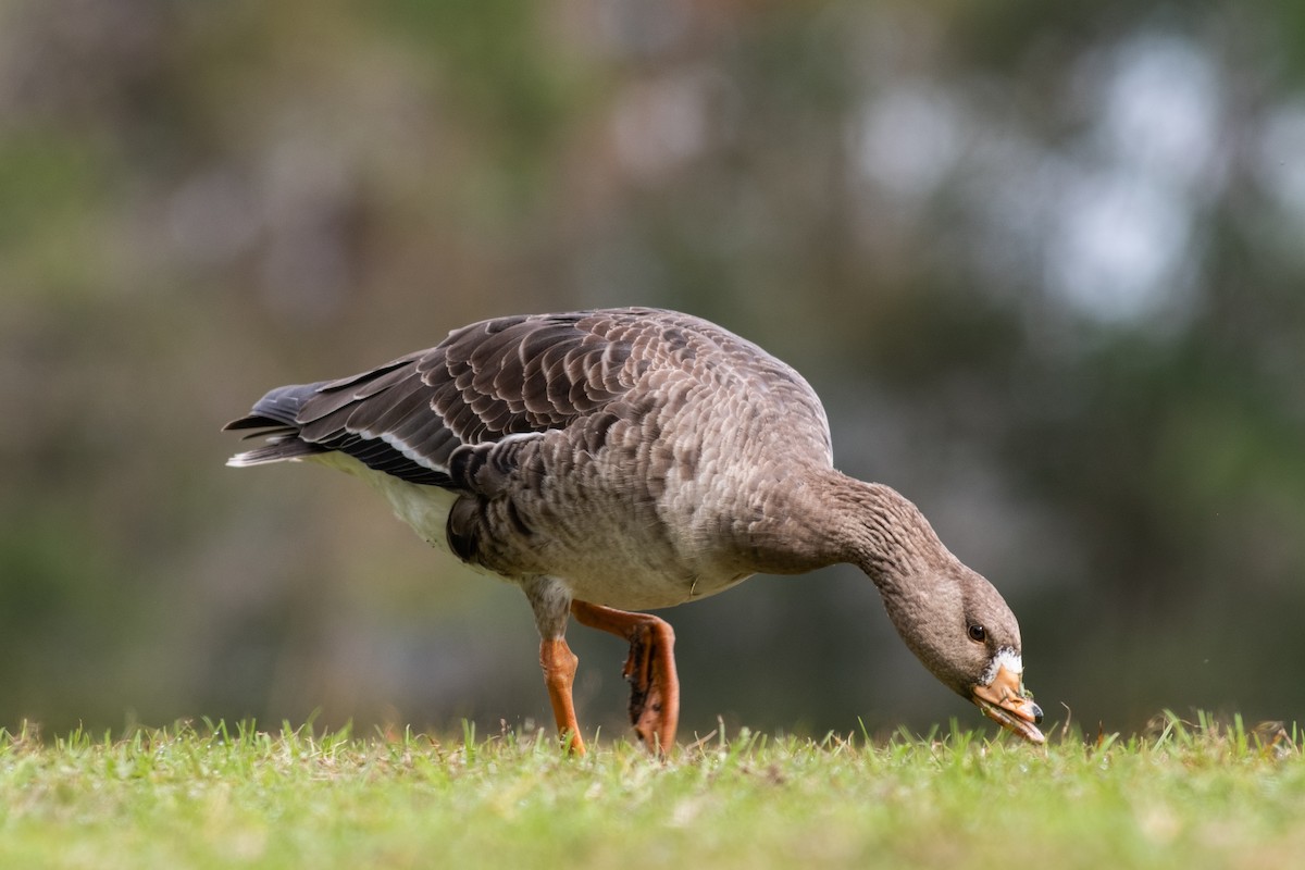 Greater White-fronted Goose - ML613228610