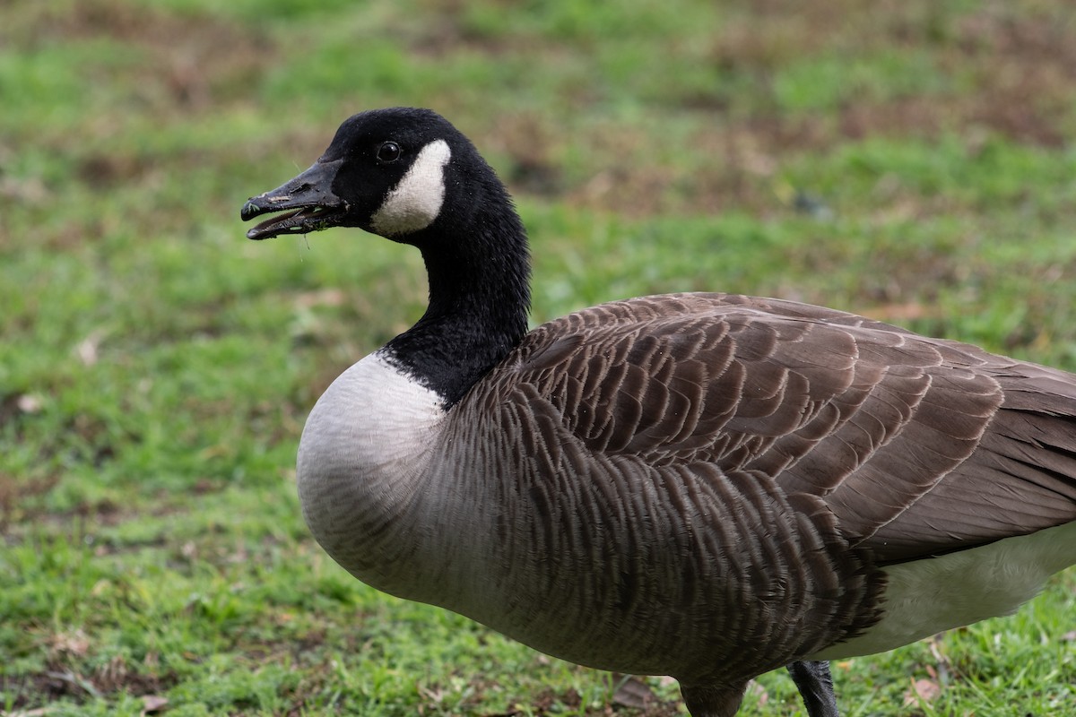 Canada Goose - ML613228624