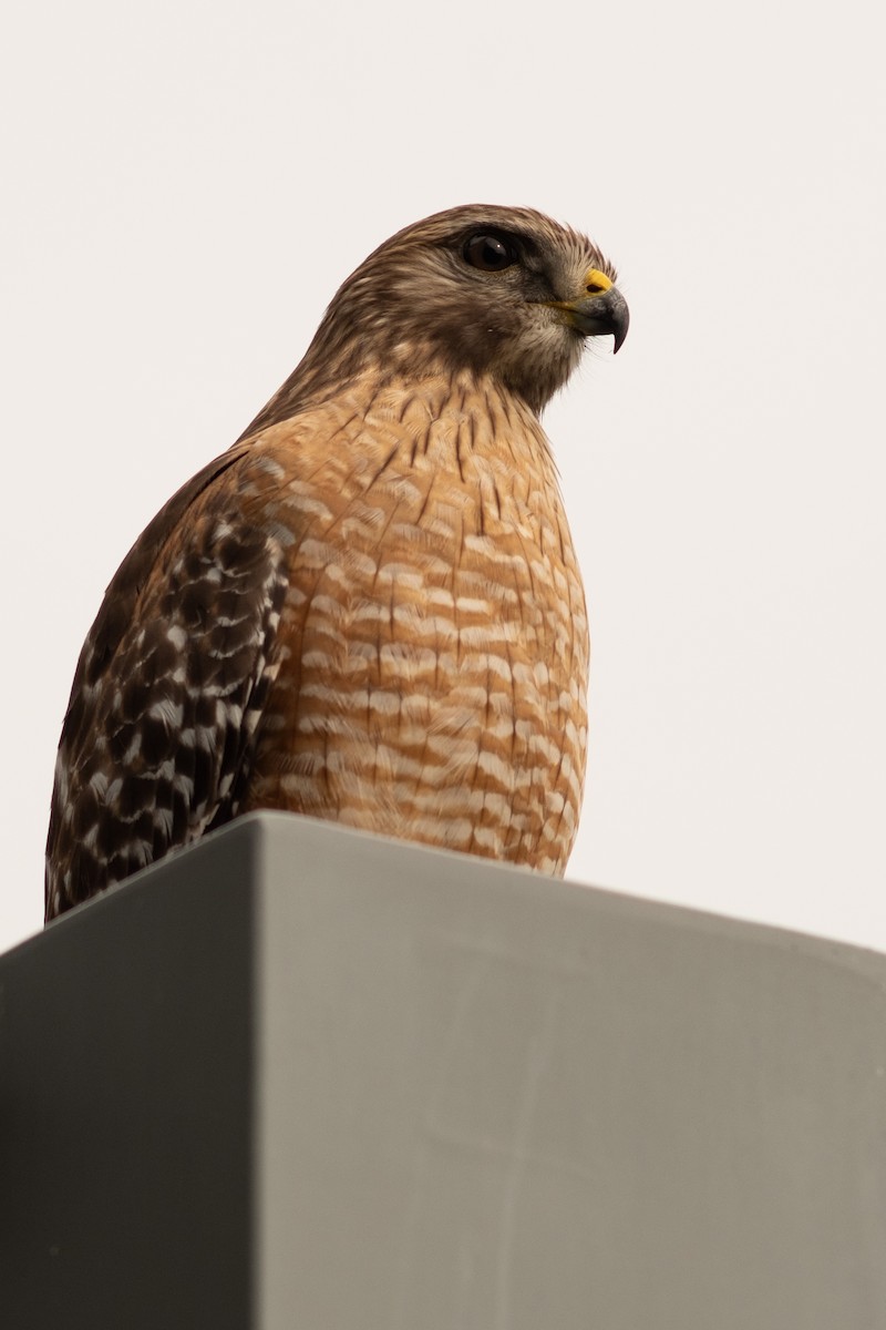 Red-shouldered Hawk - ML613228639