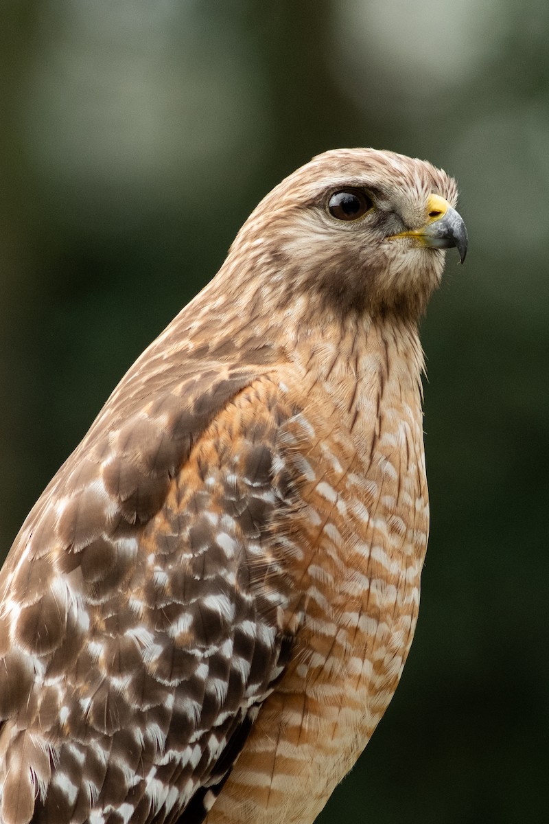 Red-shouldered Hawk - ML613228641