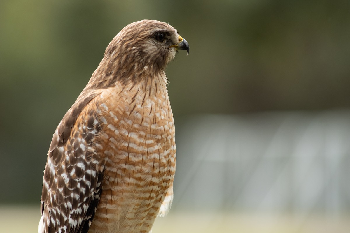 Red-shouldered Hawk - ML613228642