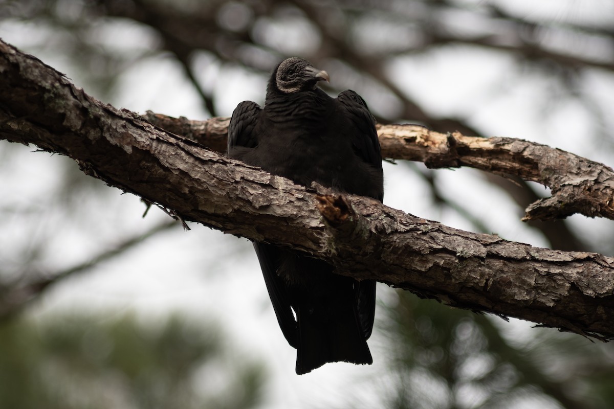 Black Vulture - ML613228651