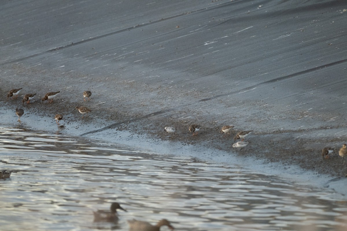 Wandering Tattler - Marcello Caruso-Turiello