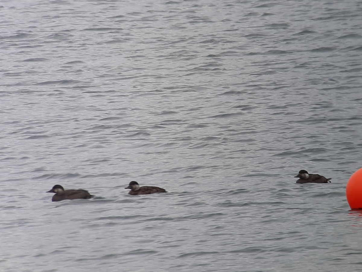 Common Scoter - Jannik Stipp