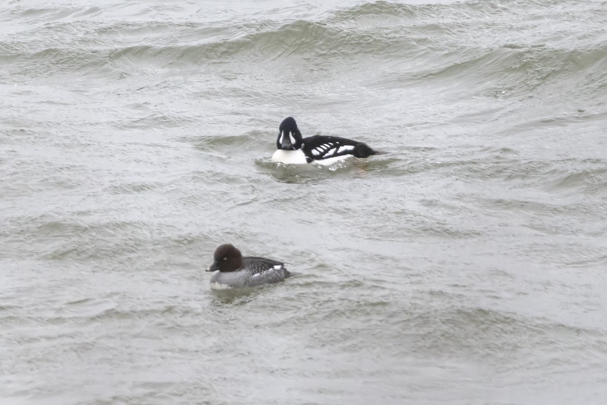 Barrow's Goldeneye - ML613228683