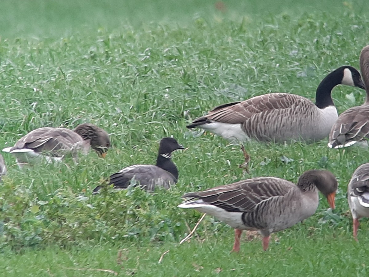 berneška tmavá (ssp. bernicla) - ML613228693