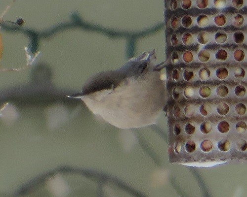 pygméspettmeis - ML613228716